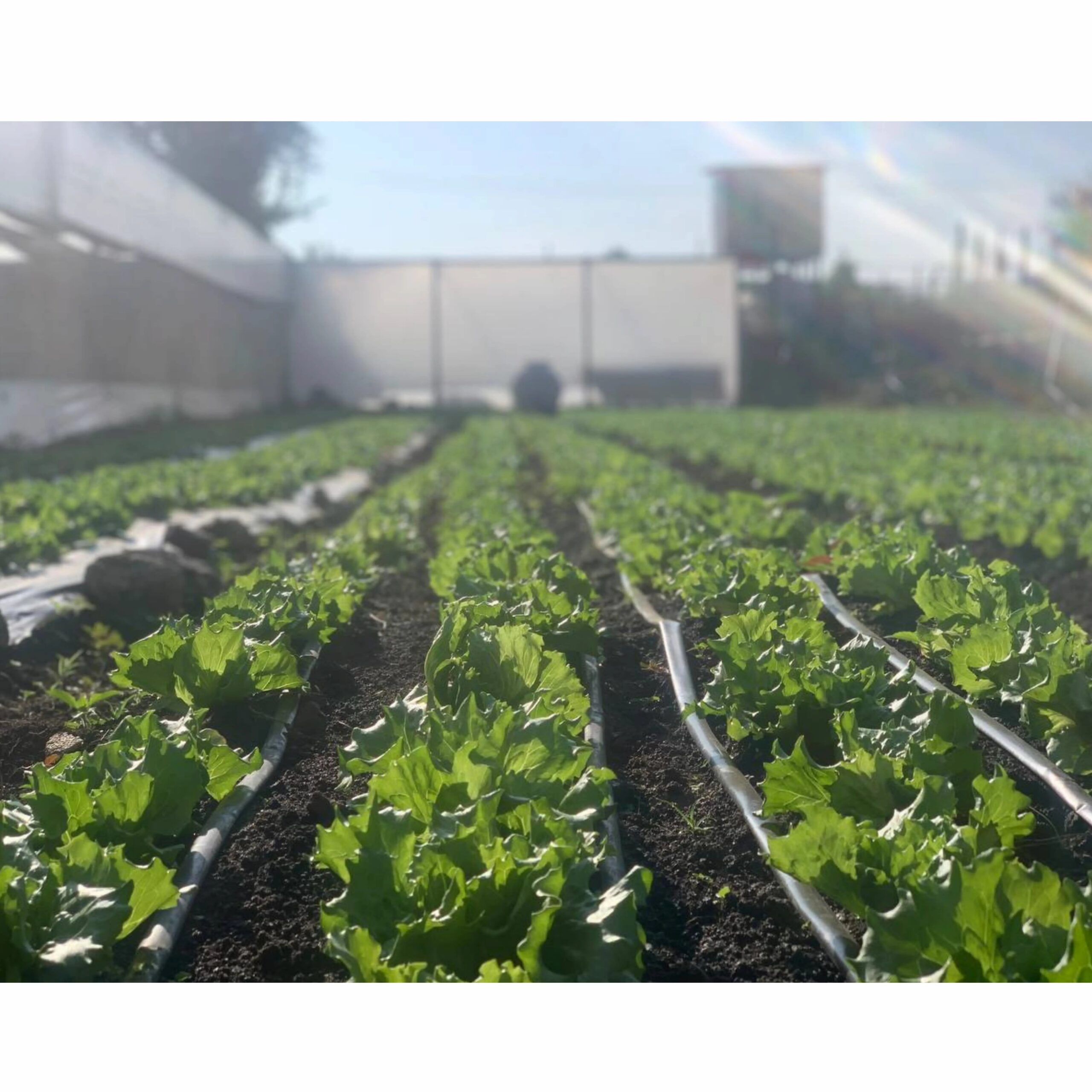 drip irrigation denkaka