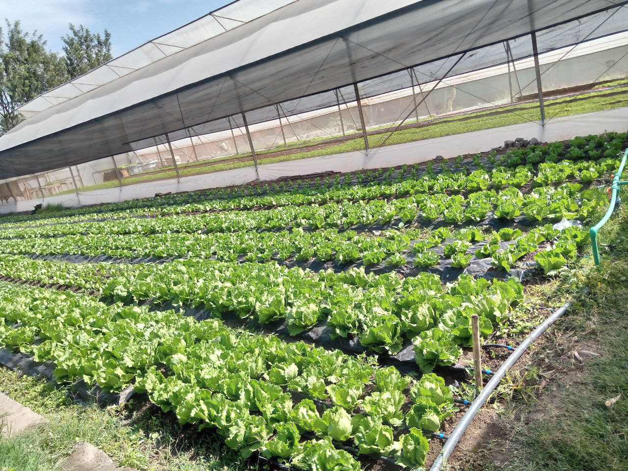 Lettuce production under a protected growing structure.