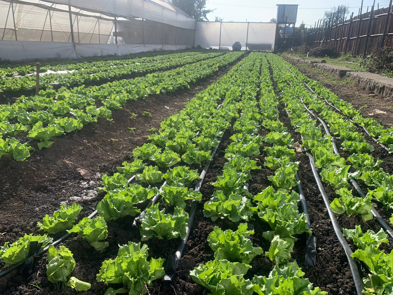Lettuce rows with drip irrigation lines in an outdoor production area.
