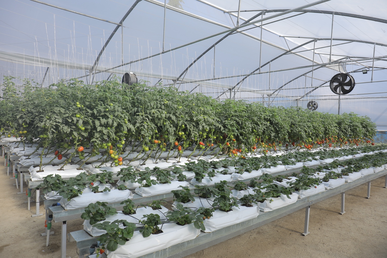Protected vegetable production with greenhouse structures and circulation fans.