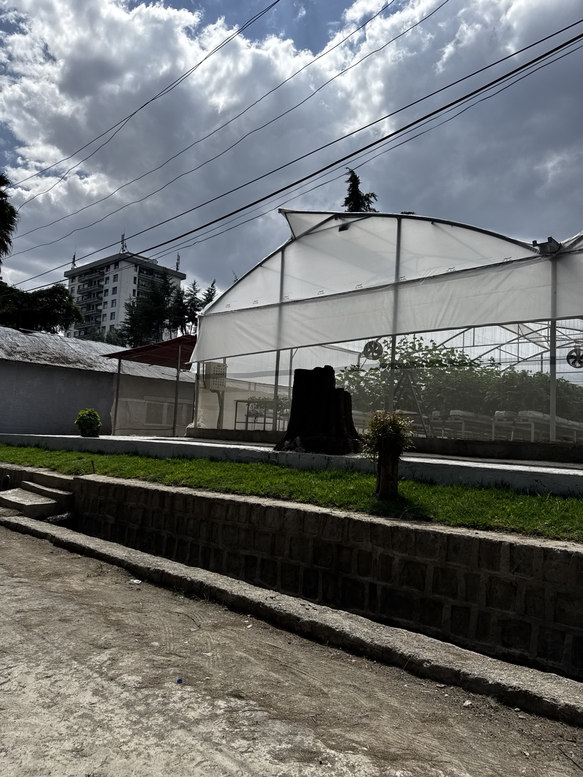 Protected crop production inside an Ethio-Leap greenhouse.