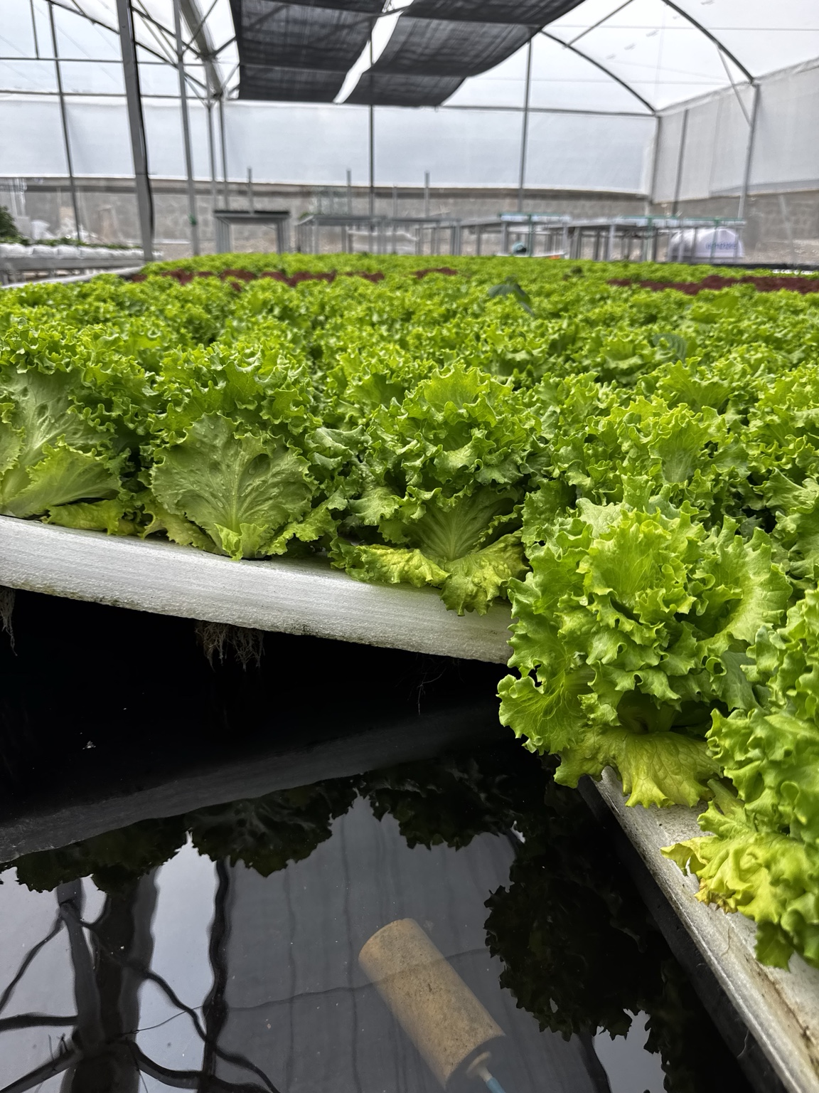 Lettuce growing on floating rafts above water inside a greenhouse.