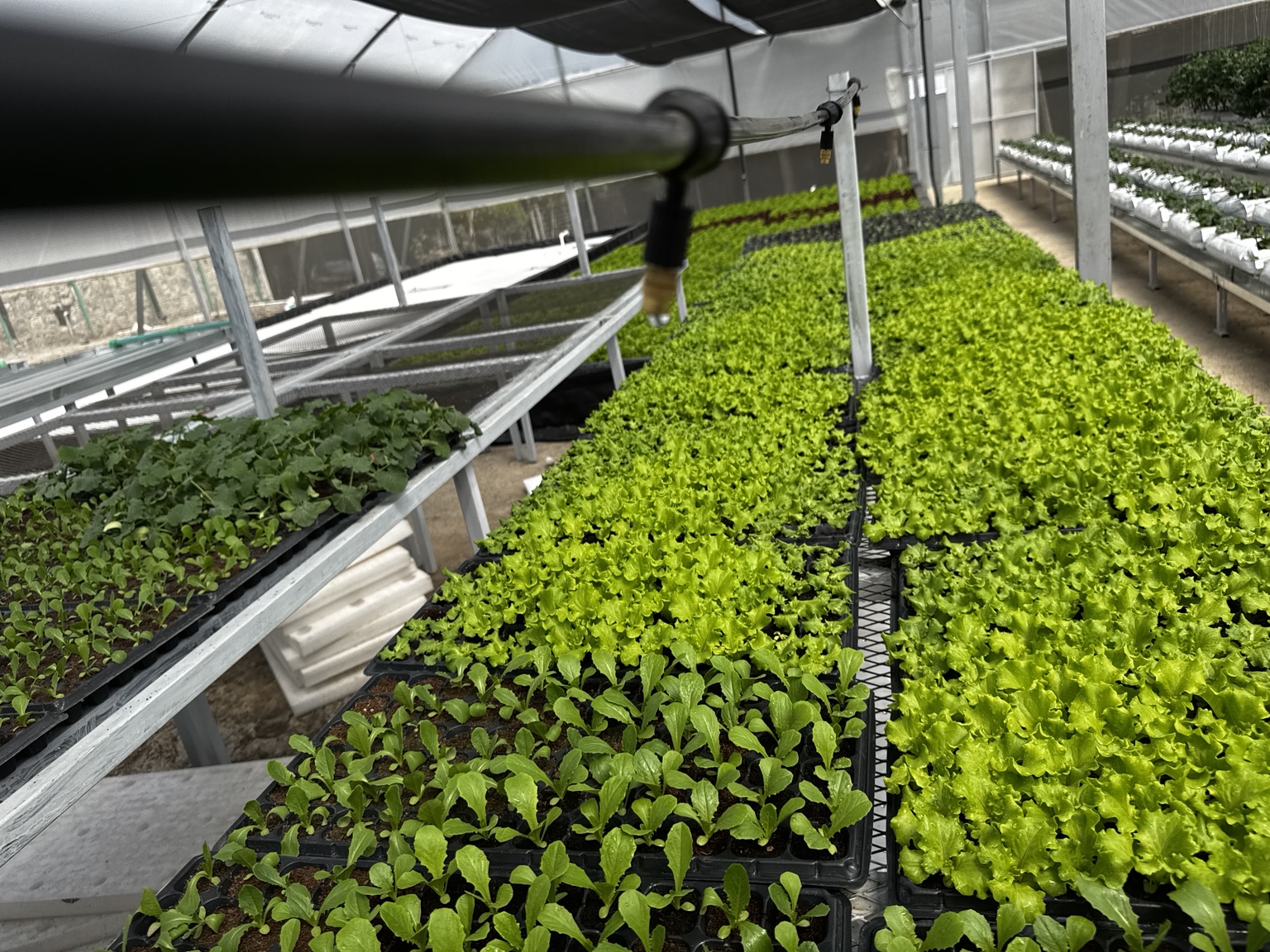 Seedling trays beneath irrigation pipework and greenhouse shade screens.
