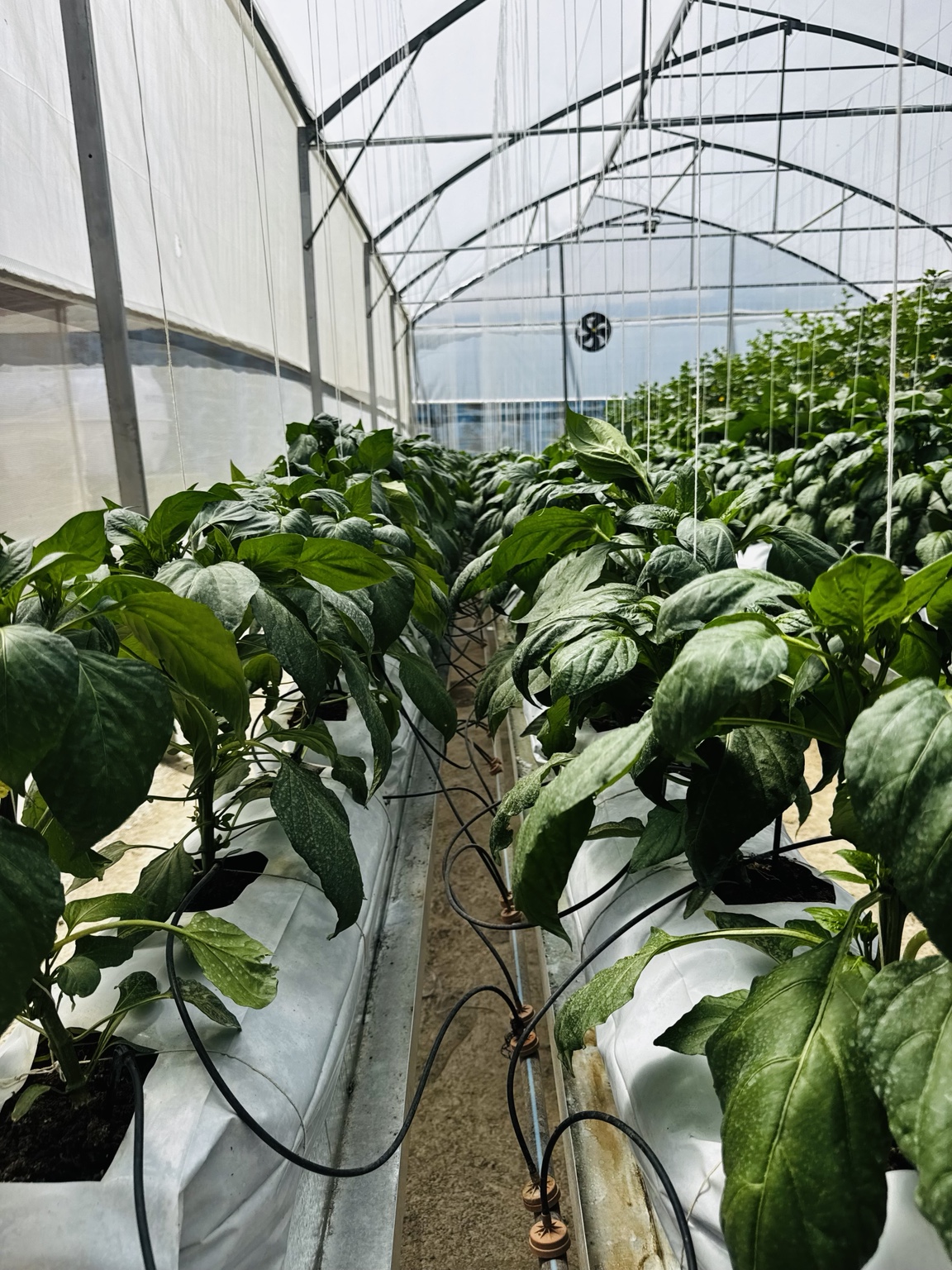 Greenhouse crop rows in grow bags supplied by drip irrigation lines.
