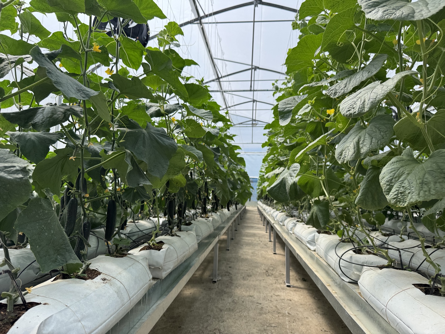 Trellised greenhouse crops growing in irrigated bags along a central aisle.