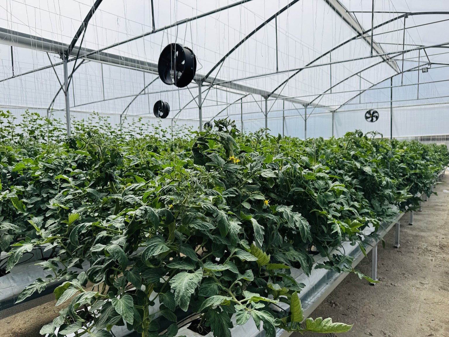 Arada Urban Agriculture Project