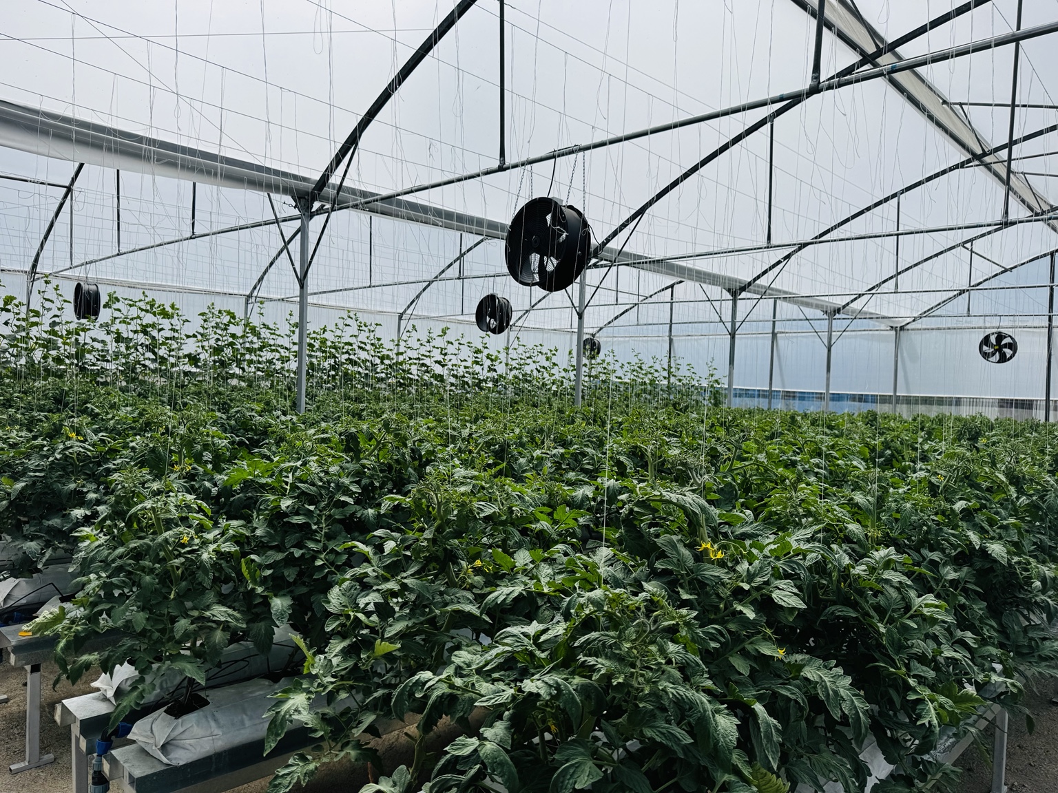 Greenhouse crop rows beneath circulation fans and a steel roof structure.